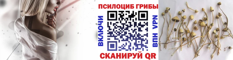 продажа наркотиков  Бодайбо  Псилоцибиновые грибы Psilocybine cubensis 